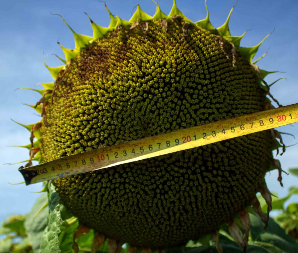 Protectia floarei soarelui