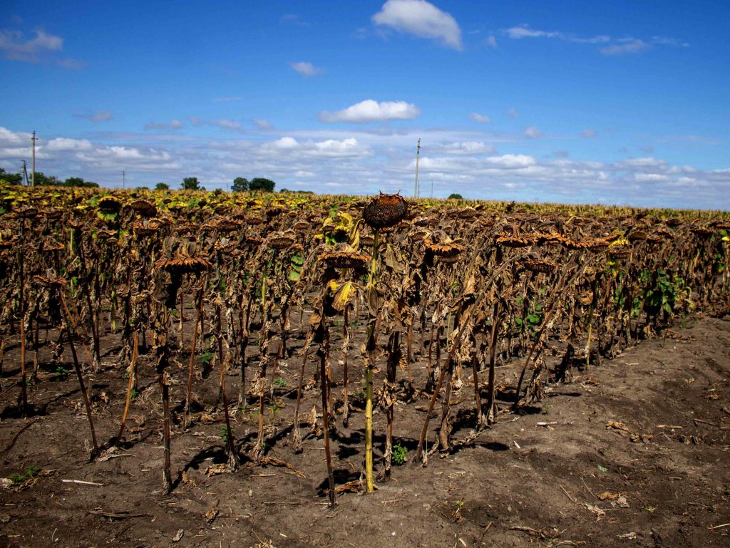 Recoltarea floarea soarelui